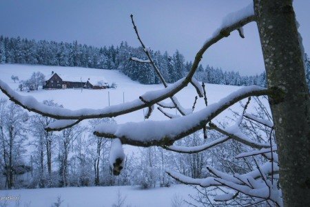 பனியின் தனிமை - Isolation of snow 2020